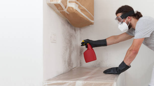 Professional Attic Mold Removal technician working in Glencoe, FL